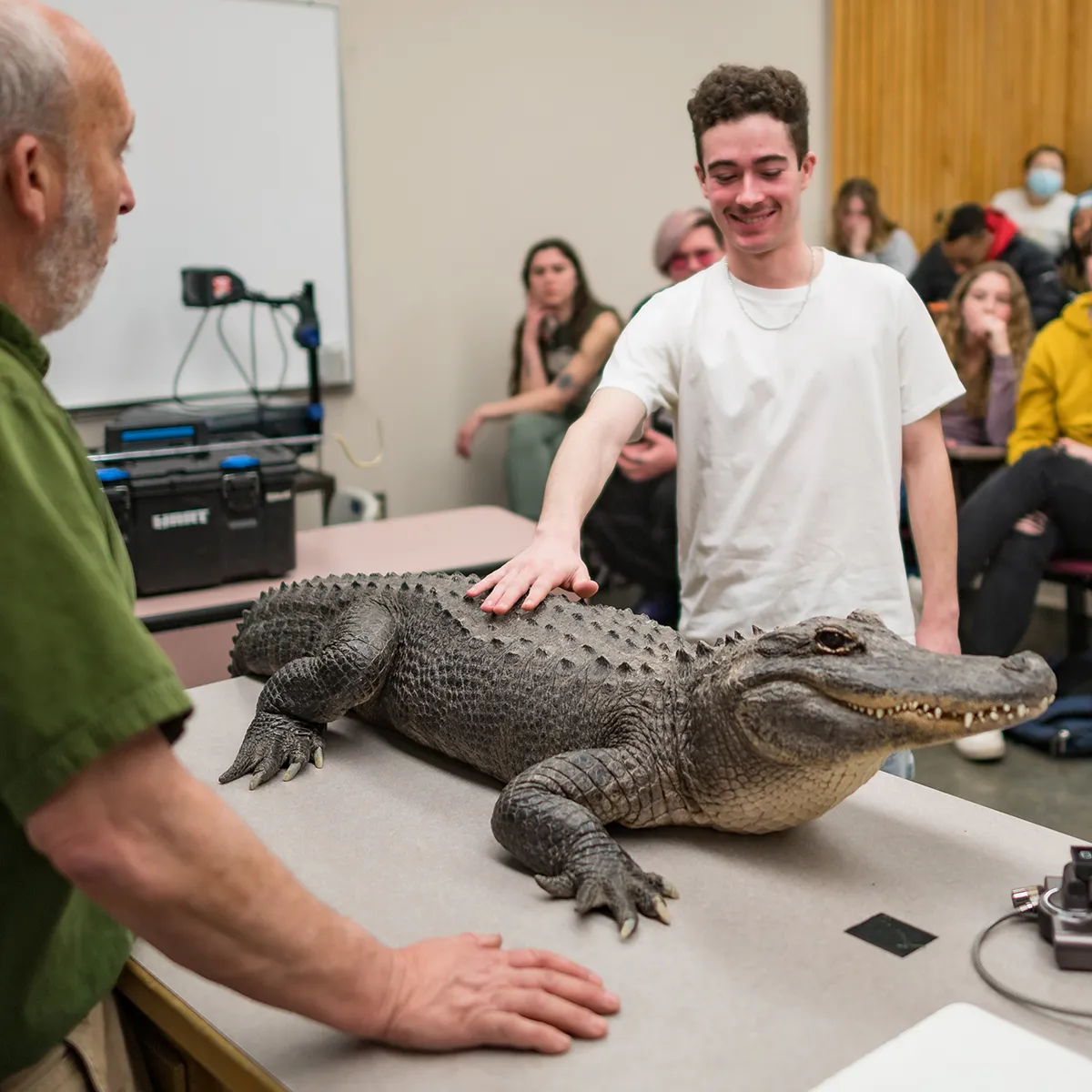 Conservation Ambassadors brings a crocodile into a Chico State biology class for student observation.